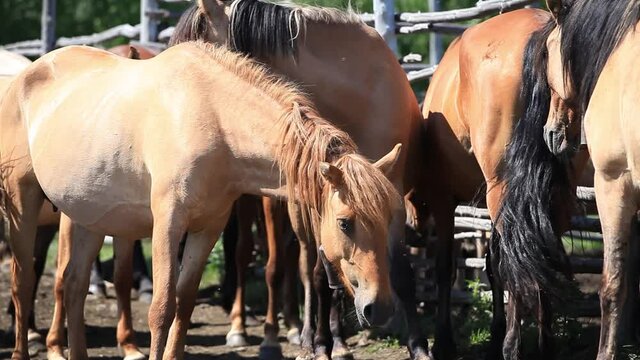 Horses Are standing in a Corral on a Farm on A Sunny Summer Day. Concept Horse Breeding, Agriculture, Farm, Mares