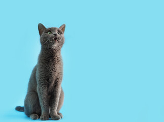 gray cat breed Russian blue sits on a blue background and meows, free space for text
