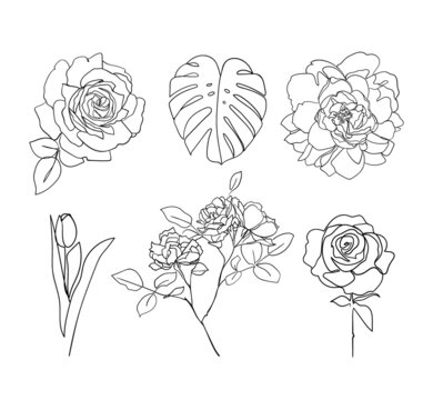 Set of Leaves and Flowers Line Art Drawing. - Vector illustration
