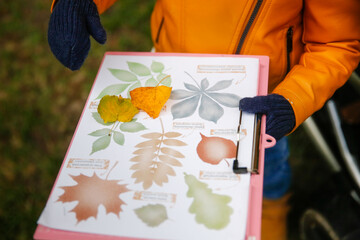 Exploring the leaves of trees, getting to know nature. The child determines the type of tree by the leaves, collecting