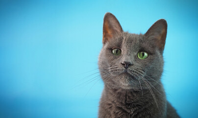 the head of a Russian blue cat close-up on a blue background