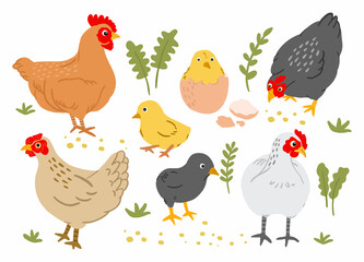 Collection of rooster, hen, and chicks isolated on white background. Bundle of chicken with brood. A cute lovely family of domestic fowl or poultry birds. Childish flat cartoon vector illustration.