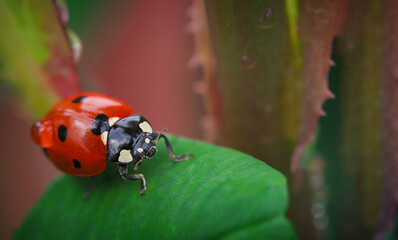 macro photo of a red ladybug with a drop of water on its wings crawling along a leaf