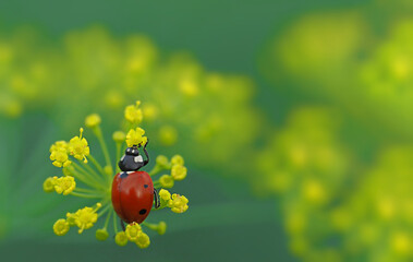 macro photo of a red ladybug on a leaf