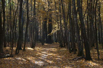 Obraz premium Autumn landscape in Sokolniki park