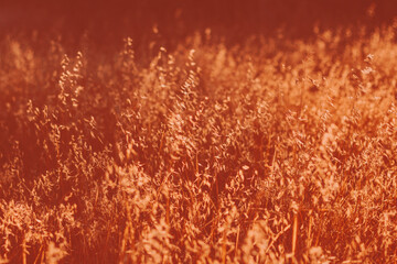 Sunset light blinds and reflections in meadow with dry wild grass.