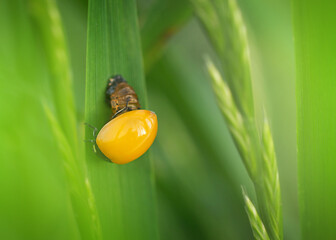 newborn ladybug on a leaf of grass