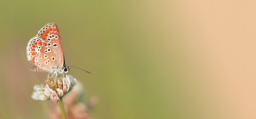 autumn butterfly on a flower, wide banner with free space for text