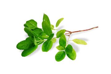 Basil leaves and twig (Ocimum tenuiflorum) isolated on white background, Herbs and spices with medicinal properties, Organic vegetables spicy and Plant aromatic pungent smell, Healthy food concept. - obrazy, fototapety, plakaty
