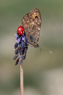 Day butterfly perched on flower, Lasiommata megera