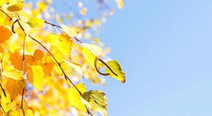 yellow leaves on blue sky background