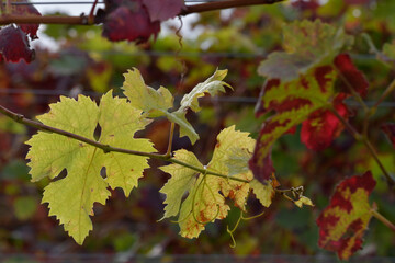 Fototapeta premium weinlaub im herbst