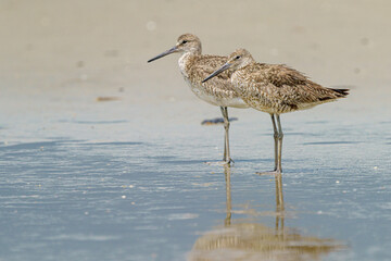 Pair of Eastern Willets