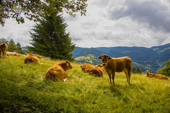 K&uuml;he_Schwarzwald