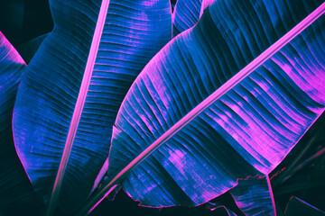 tropical banana leaf, blue and pink toned