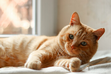 Light red cat on a white blanket, light from the window. A beautiful ginger cat lies.