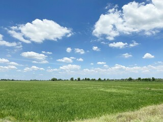 rice field in chachoengsao at Thailand