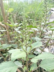 fresh green amaranthus viridis tree in nature garden