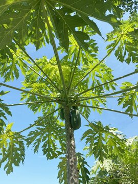 papaya tree in nature garden