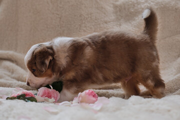 Small Australian Shepherd puppy red Merle on white fluffy soft blanket next to pink roses. Beautiful aussie dog for holiday cards. International Womens Day. Happy Valentines Day.