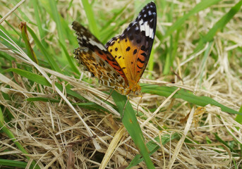 Indian fritillary butterfly on grass, which was taken in Tokyo, Japan. Argyreus hyperbius.