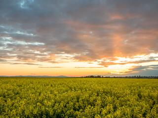 sunset over yellow field