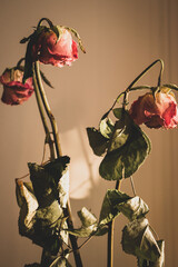 Dry red roses. Dead flowers, faded. Rose bouquet, close up. Dying love concept. Love memory. Sad love. Wilted rose flowers. Romance background. Valentine day symbol.  - 464032194