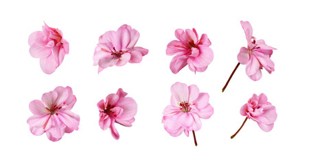 Set of pink geranium flowers isolated - obrazy, fototapety, plakaty