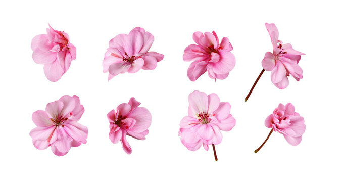 Set of pink geranium flowers isolated