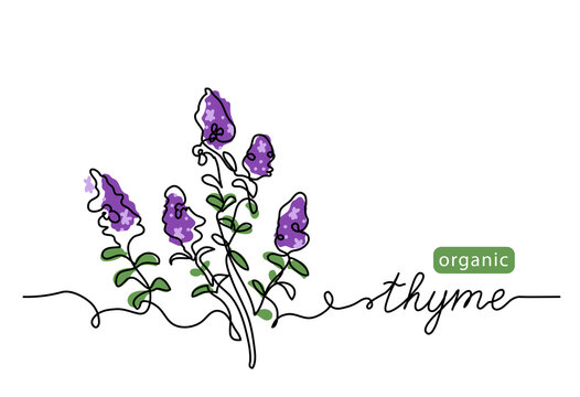 Thyme simple vector sketch drawing. One continuous line art drawing illustration for label design with lettering thyme