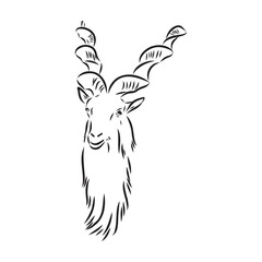 the head of a goat with large screw horns and thick hair looks straight full-face, sketch vector graphics monochrome illustration on a white background
