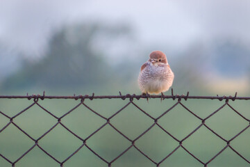 Little bird on the fence 