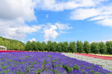 秋　中富良野のお花畑