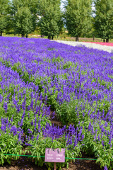 秋　中富良野のお花畑
