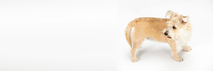 A light brown dog stands and looks back. View from above. Isolated from the background. Panoramic frame.
