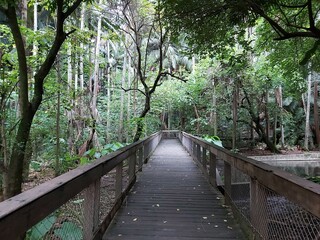 Obraz premium Trees and Flowers