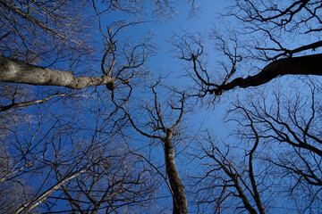 View from below into treetops without leaves on a sunny day