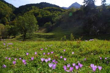 French Pyrenees nature