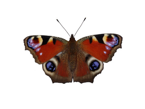 Beautiful butterfly peacock eye isolated on white background.