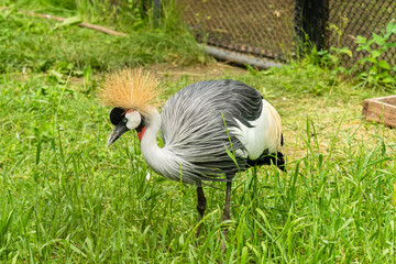 Beautiful crowned crane bird at national zoo