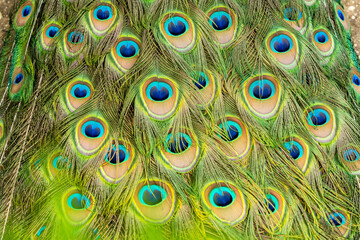 Close up of beautiful peacock's feathers