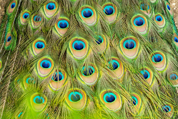 Obraz premium Close up of beautiful peacock's feathers