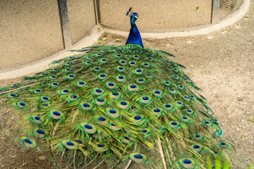 Obraz premium Beautiful male peacock in national zoo with feathers out