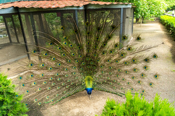 Obraz premium Beautiful male peacock in national zoo with feathers out
