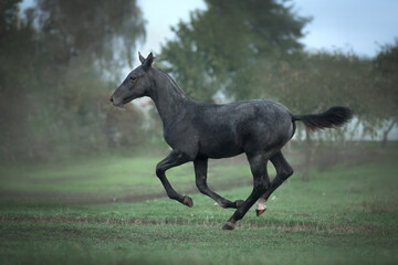 Black foal running on the green pasture.
