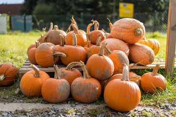 pumpkins on the ground