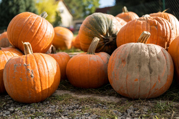 pumpkin on the ground