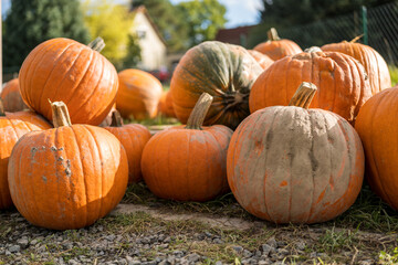 pumpkin on the ground