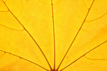 Macro photo of Autumn Foliage. Bright Yellow and golden Maple Leaf texture close up