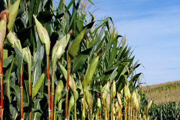 corn crop - agriculture concept - work on the farm